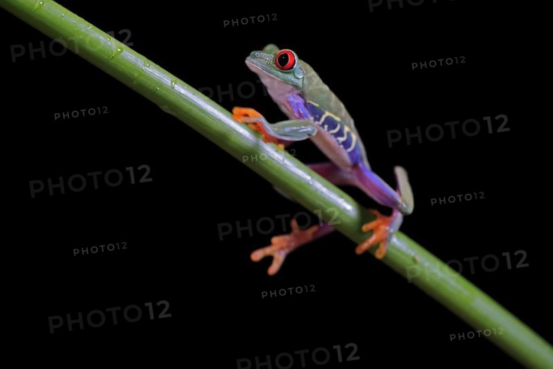 Red-eyed tree frog (Agalychnis callidryas), adult, on green stem, Aeonium, captive, Central America
