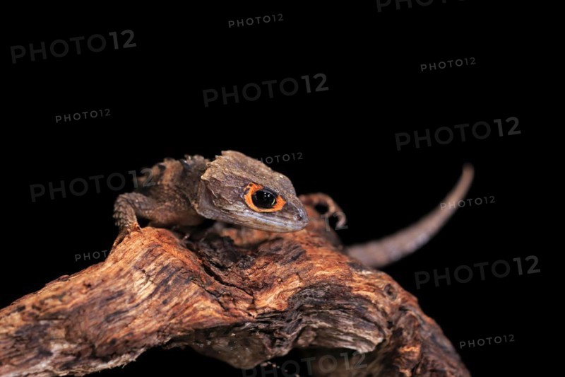 Red-eyed crocodile skink (Tribolonotus gracilis), adult, portrait, on tree, captive, New Guinea