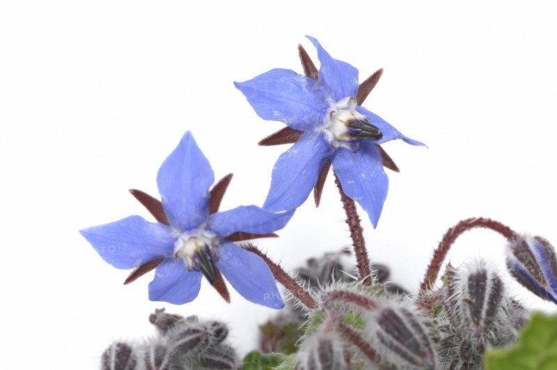 Borage on a white background