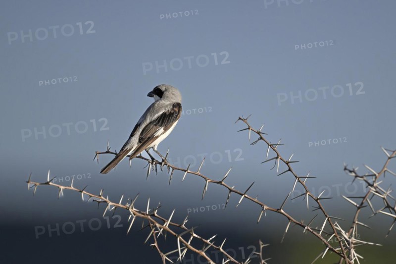 Lesser grey shrike (Lanius minor), Madikwe Game Reserve, North West Province, South Africa, RSA, Africa