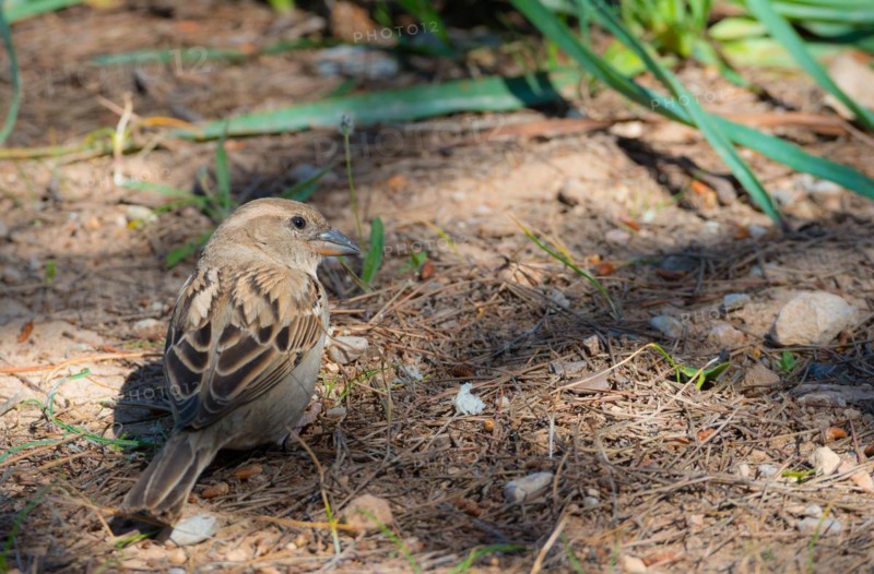 House sparrow (Passer domesticus) or sparrow or house sparrow, female with brown-grey feathers, sitting on the ground and looking around, view from behind, back, looking into the camera, sunny day, Cala Portals bay, Majorca, Balearic Islands, Spain, Europe