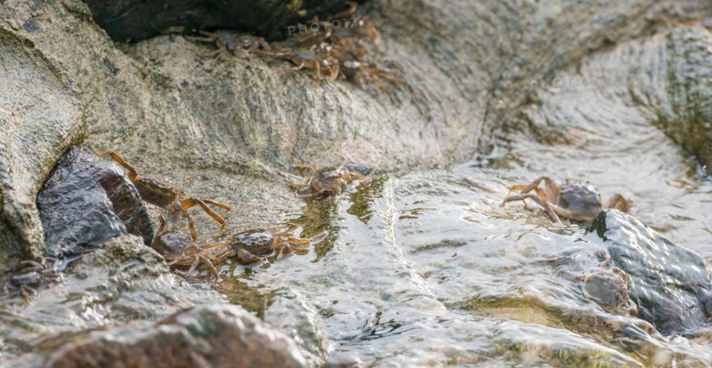 Many chinese mitten crab (Eriocheir sinensis), invasive species, neozoon, crabs, juveniles move next to and in the shiny water of the Elbe and on stones, hide in the cracks of the rocks and the concrete bank reinforcement, migration upstream, flowing, moving water washes around stones and animals, river, water body, barrage of the Elbe in Geesthacht, motion blur, wiping effect, long exposure, soft focus, Lower Saxony, Schleswig-Holstein, Germany, Europe