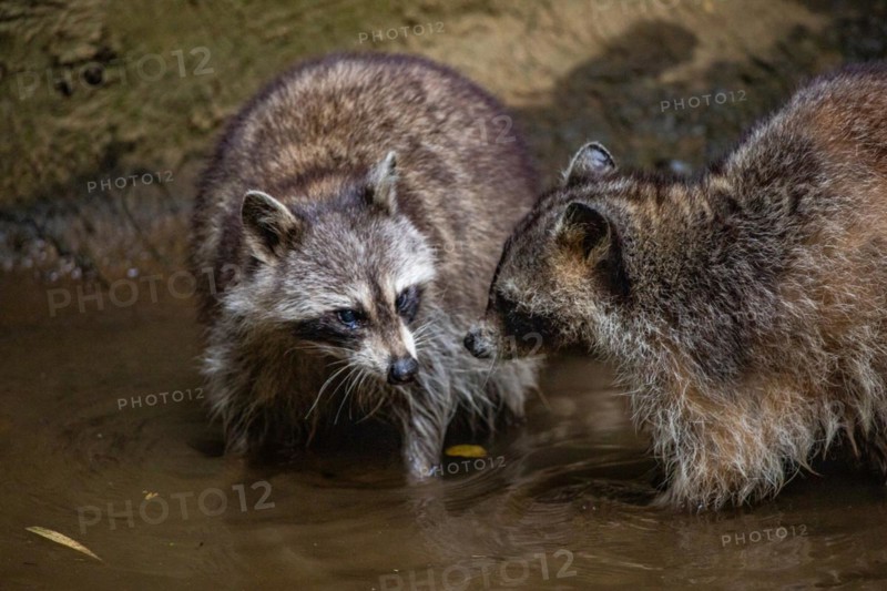 Raccoon in natural environment, close-up, portrait of the animal on Guadeloupe au Parc des Mamelles, in the Caribbean. French Antilles, France, Europe