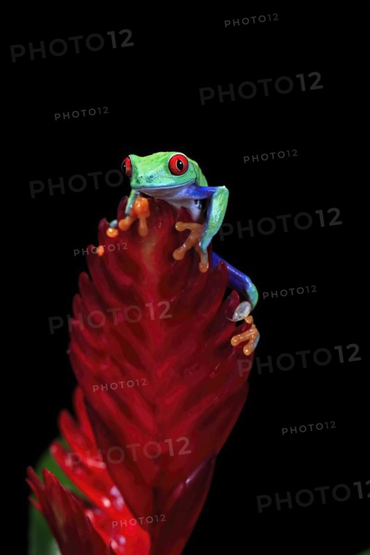 Red-eyed tree frog (Agalychnis callidryas), adult, on bromeliad, captive, Central America