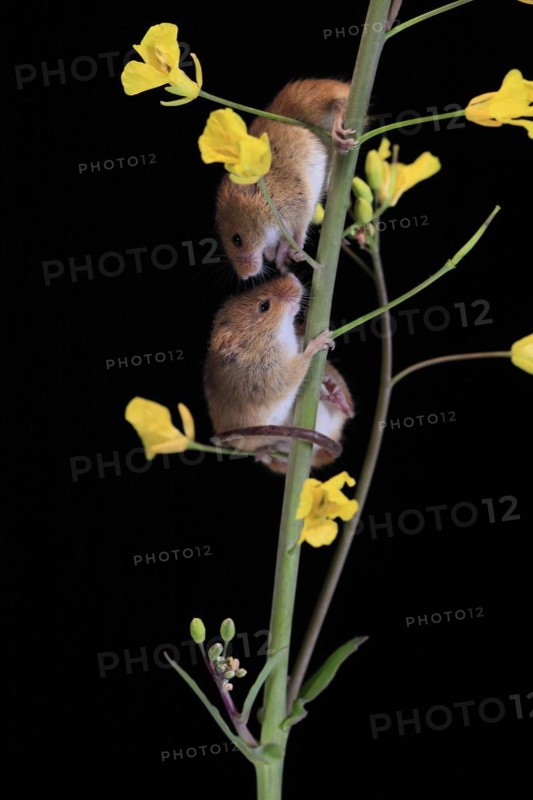Eurasian harvest mouse (Micromys minutus), adult, two, pair, on plant stem, flowering, foraging, at night, Scotland, Great Britain