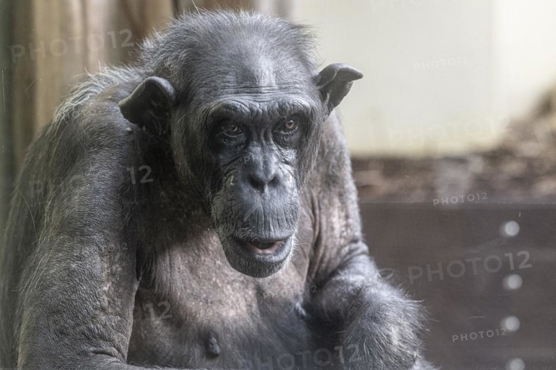 Old chimpanzee (Pan troglodytes), portrait, Heidelberg Zoo, Baden-Wuerttemberg, Germany, Europe