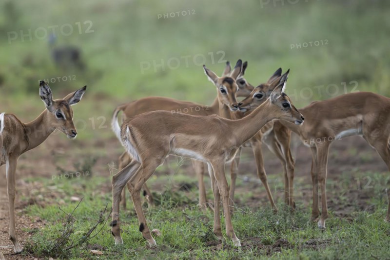 Black Heeler Antelope or Impala (Aepyceros melampus) herd with young, nursery, Madikwe Game Reserve, North West Province, South Africa, RSA, Africa