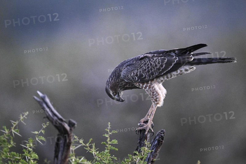 Silver Singing Goshawk, also known as pale chanting goshawk (Melierax canorus) juvenile, Madikwe Game Reserve, North West Province, South Africa, RSA, Africa