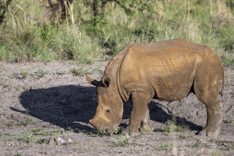 White rhinoceros (Ceratotherium simum) juvenile approx. 1 year old, Madikwe Game Reserve, North West Province, South Africa, RSA, Africa