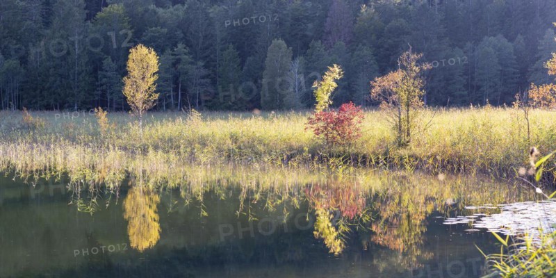 Autumn at Schwansee, near Hohenschwangau, Romantic Road, Ostallgaeu, Bavaria, Germany, Europe