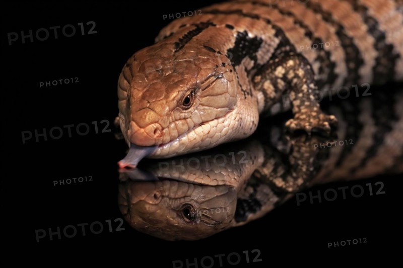 Indonesian blue-tongued skink (Tiliqua gigas), adult, portrait, on tree, captive, tongues, Indonesia, Asia