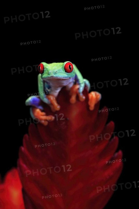 Red-eyed tree frog (Agalychnis callidryas), adult, on bromeliad, captive, Central America