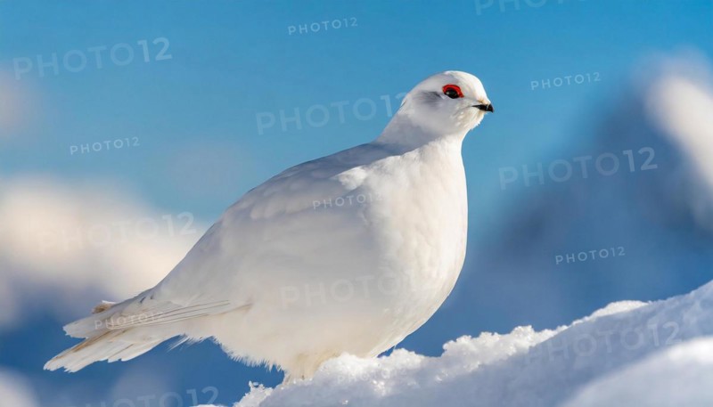 KI generated, A rock ptarmigan foraging in winter, white plumage, (Lagos muta), pheasants