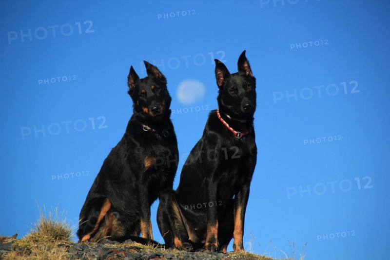 A pair of Doberman Pinscher dogs pose under a clear blue sky, Amazing Dogs in the Nature
