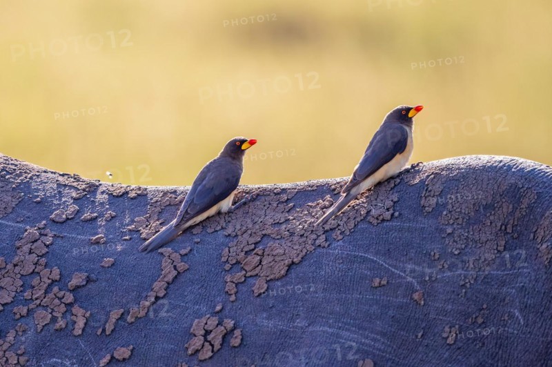 Yellow-billed oxpecker (Buphagus africanus) sitting on the back on a Black rhinoceros (Diceros bicornis), Maasai Mara National Reserve, Kenya, Africa
