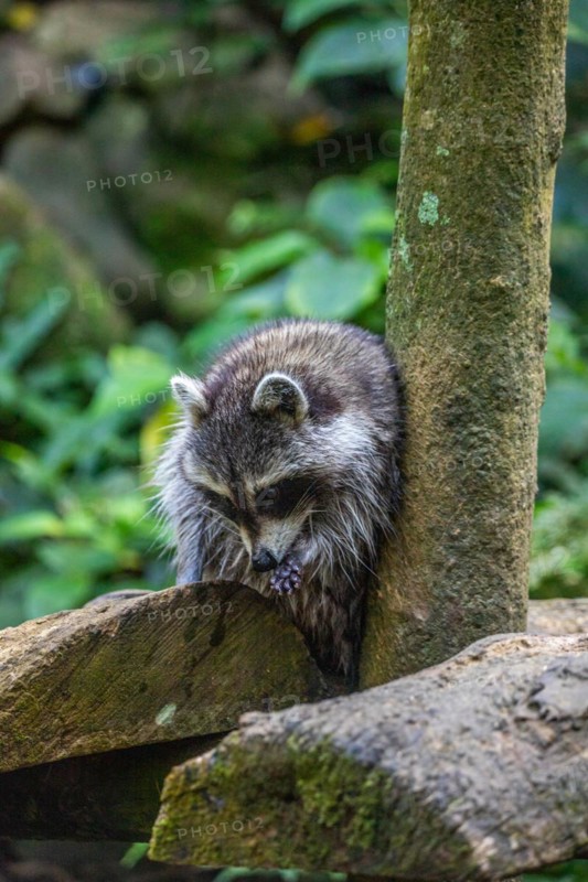 Raccoon in natural environment, close-up, portrait of the animal on Guadeloupe au Parc des Mamelles, in the Caribbean. French Antilles, France, Europe