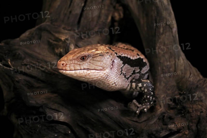 Indonesian blue-tongued skink (Tiliqua gigas), adult, captive, Indonesia, Asia