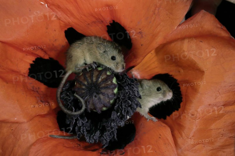 Dwarf mouse, (Micromys minutus), adult, two, pair, on bloom of common poppy, foraging, at night, Scotland, Europe Eurasian harvest mouse, Scotland, Europe Eurasian harvest mouse, two adults on bloom of common poppy searching for food at night, adults, two, couple, couples, pair, pairs, together, togetherness, common poppy, blooming, foraging, at night, nighttime, Europe, horizontal, mouse, mice, rodent, rodents, mammal, mammals, animal, animals, wildlife, wild, Zoology, outside, outdoor, outdoors, colour, colour, Nature