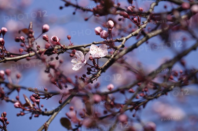 Beautiful blossom of an ornamental cherry, March, Germany, Europe
