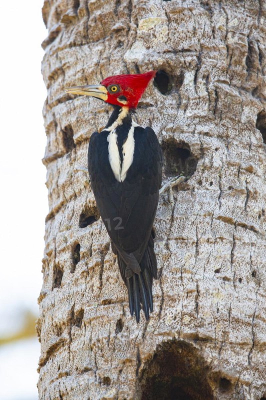 Crimson-crested woodpecker (Campephilus melanoleucos) Pantanal Brazil