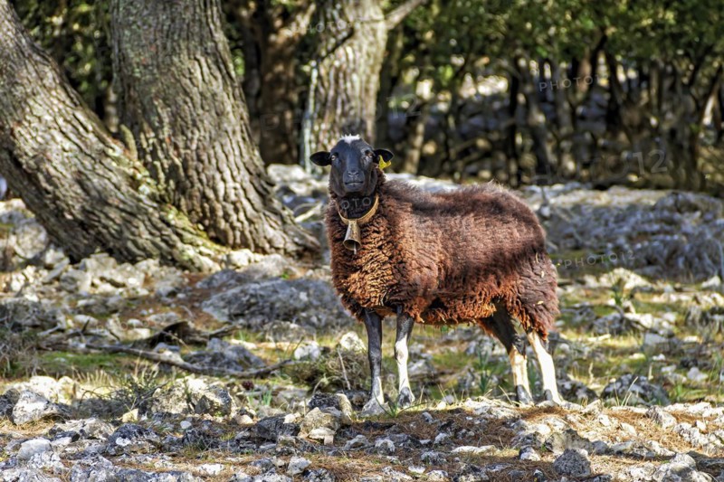 Brown wool sheep standing in a natural setting among trees, Hiking tour in Taix massiv, Mallorca