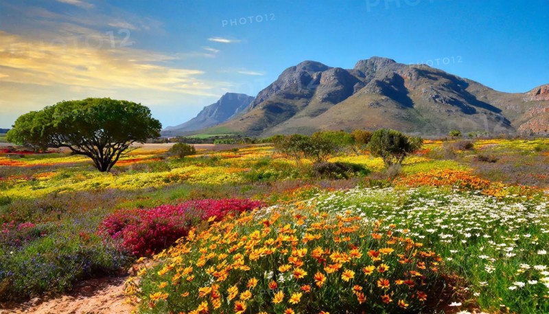 KI generated, The desert in Namaqualand blooms in August and September each year, Namibia, Africa