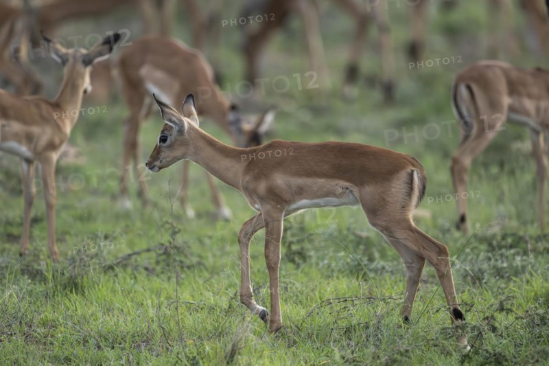 Black Heeler Antelope or Impala (Aepyceros melampus) herd with young, nursery, Madikwe Game Reserve, North West Province, South Africa, RSA, Africa