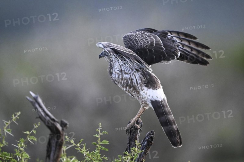 Silver Singing Goshawk, also known as pale chanting goshawk (Melierax canorus) juvenile, Madikwe Game Reserve, North West Province, South Africa, RSA, Africa