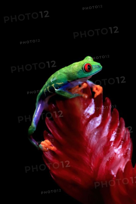 Red-eyed tree frog (Agalychnis callidryas), adult, on bromeliad, captive, Central America