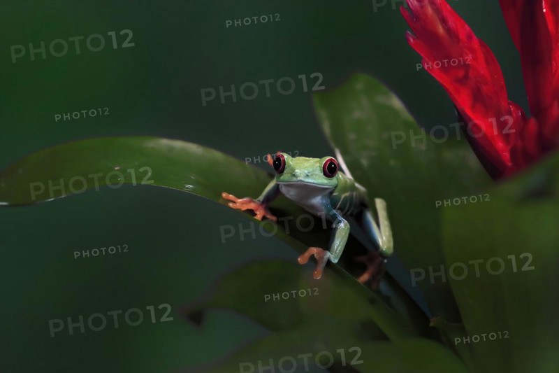 Red-eyed tree frog (Agalychnis callidryas), adult, on bromeliad, captive, Central America
