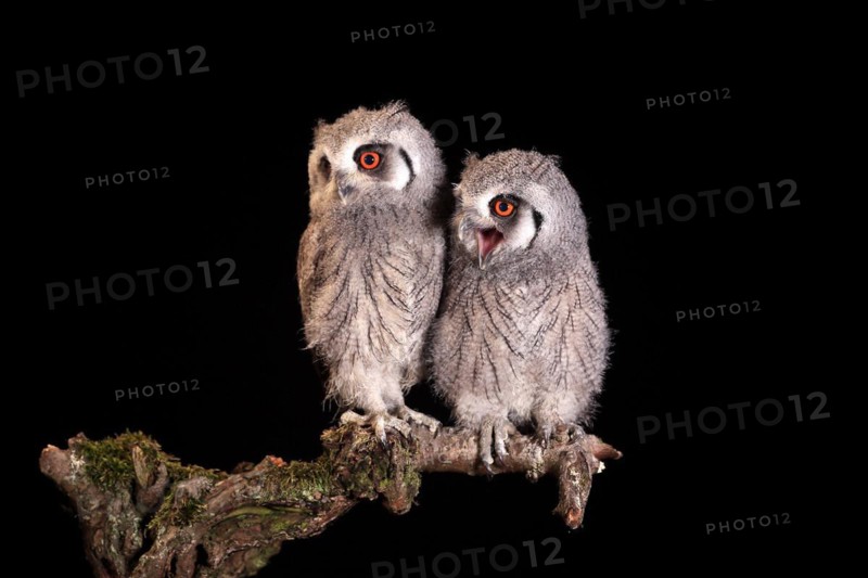 Southern white-faced owl (Ptilopsis granti), juvenile, two juveniles, siblings, at night, on guard, captive