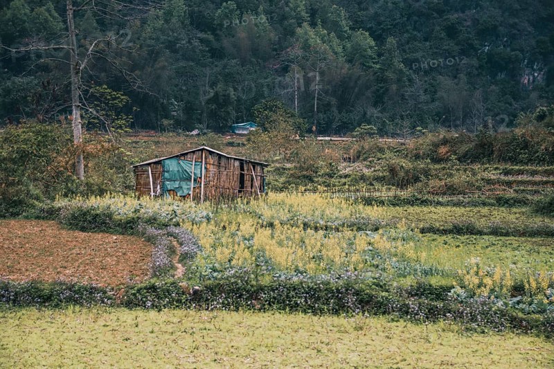 Rustic hut in the middle of green farmland in Dong Van, Vietnam, Asia