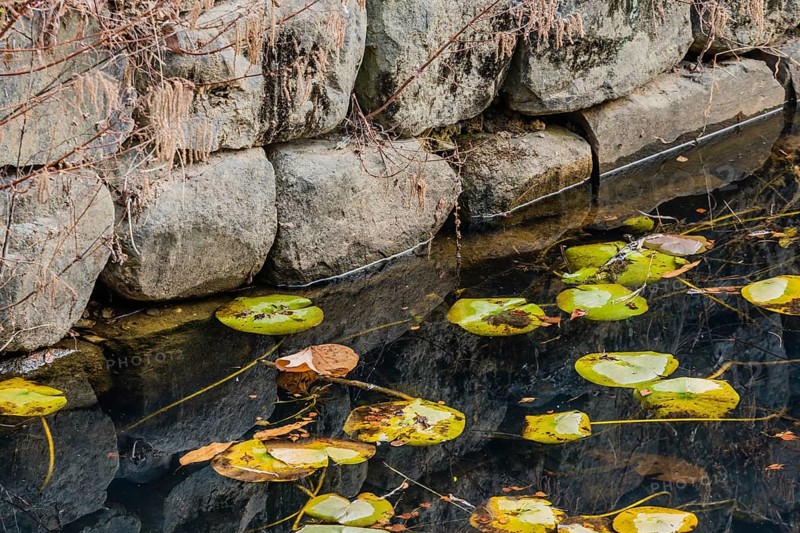 Lily pads and autumn leaves adrift near a stone wall, reflecting subtle textures on water, in South Korea