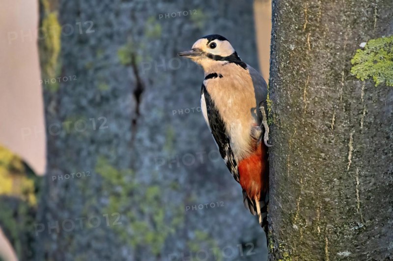 A woodpecker clings to the side of a tree, its red feathers contrasting with the green moss, Dendrocopos Major