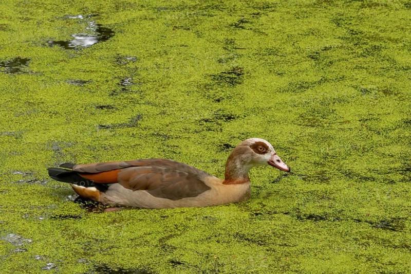 A duck swims in a pond covered with algae