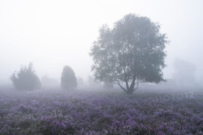 Heath landscape, flowering common heather (Calluna vulgaris), birch (Betula), morning mist, Lueneburg Heath, Lower Saxony, Germany, Europe