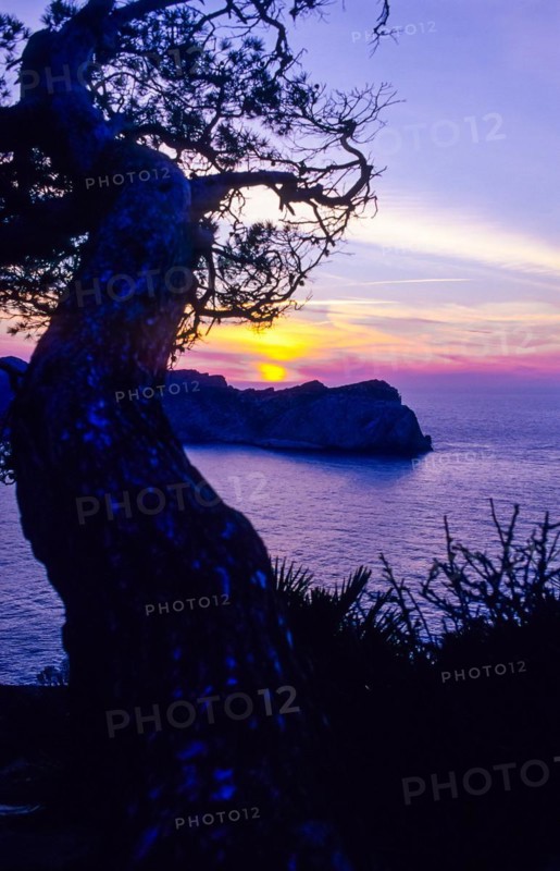 Romantic sunset with the silhouette of a pine (Pinus) and european fan palms (Chamaerops humilis) in the foreground, twisted tree deformed by the wind, wind vanisher, sunset in soft, bright colours on the Mediterranean Sea, peaceful coastal landscape with lush Mediterranean vegetation and the mountainous, rocky island of Sa Dragonera in the background, lighthouse on the headland, view from the old watchtower Torre Cala Basset, Serra de Tramuntana, Majorca, Spain, Europe