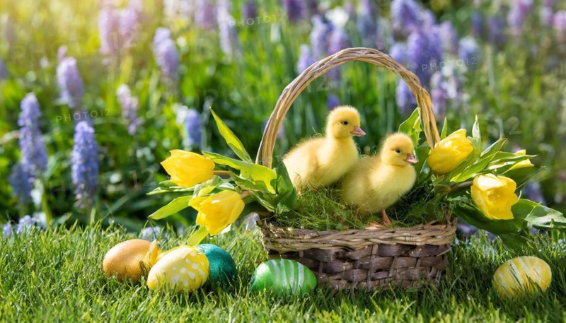 Ai generated, An Easter basket with coloured eggs in a meadow with colourful flowers, two goslings in the basket, symbolic image Easter, animal children
