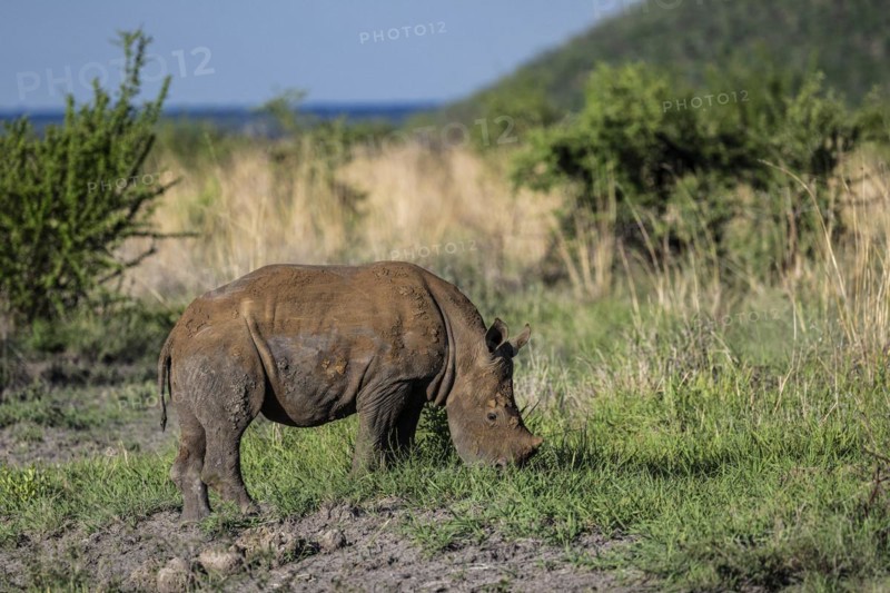 White rhinoceros (Ceratotherium simum) juvenile approx. 1 year old, Madikwe Game Reserve, North West Province, South Africa, RSA, Africa