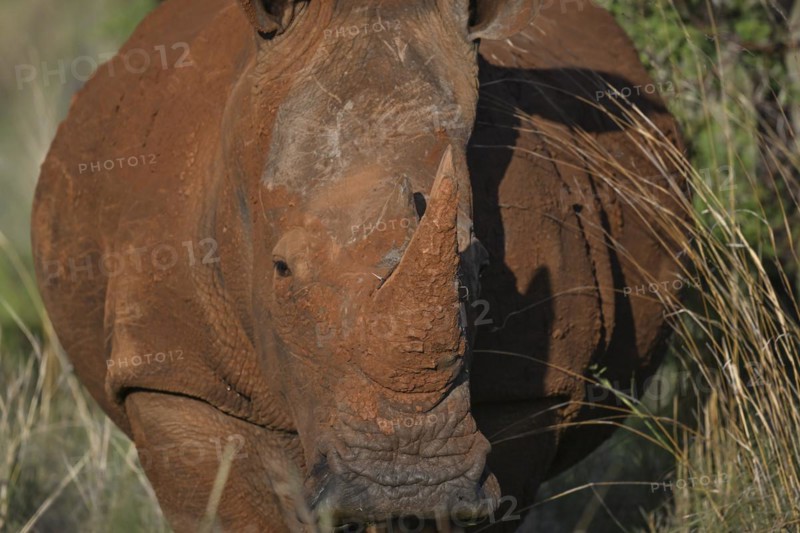 White rhinoceros (Ceratotherium simum) portrait, Madikwe Game Reserve, North West Province, South Africa, RSA, Africa
