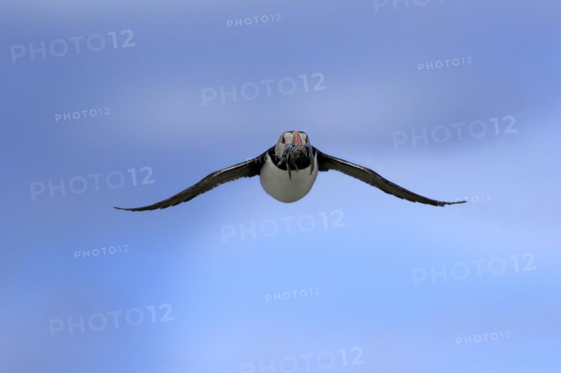 Puffin (Fratercula arctica), adult, flying, with sand eels, with food, Faroe Islands, England, Great Britain, Europe