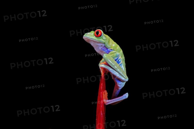 Red-eyed tree frog (Agalychnis callidryas), adult, on bromeliad, captive, Central America