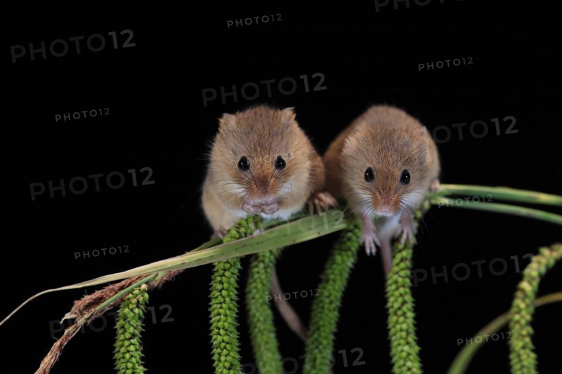 Eurasian harvest mouse (Micromys minutus), adult, two, pair, on plant stalks, spikes, foraging, at night, Scotland, Great Britain