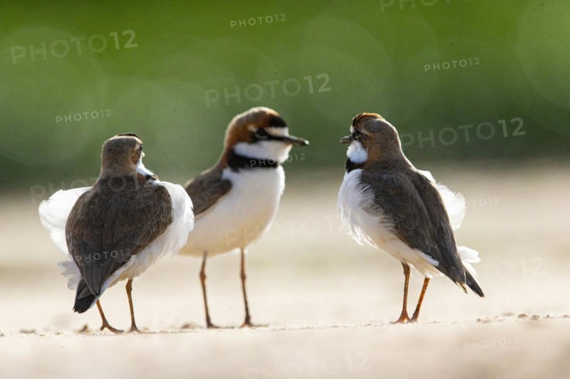 Slender-billed plover (Anarhynchus collaris) Pantanal Brazil