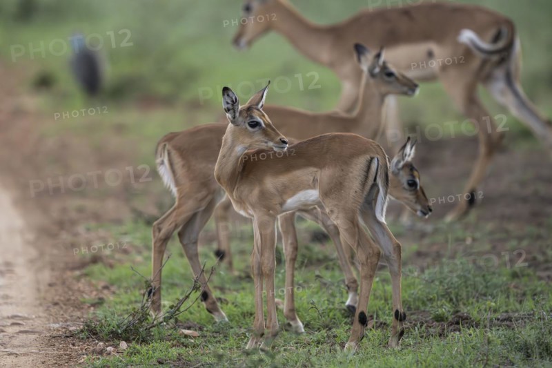 Black Heeler Antelope or Impala (Aepyceros melampus) herd with young, nursery, Madikwe Game Reserve, North West Province, South Africa, RSA, Africa