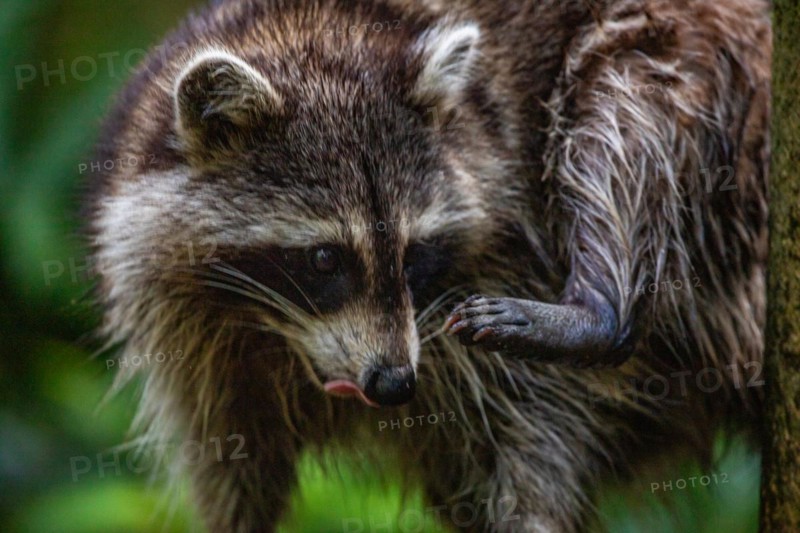 Raccoon in natural environment, close-up, portrait of the animal on Guadeloupe au Parc des Mamelles, in the Caribbean. French Antilles, France, Europe