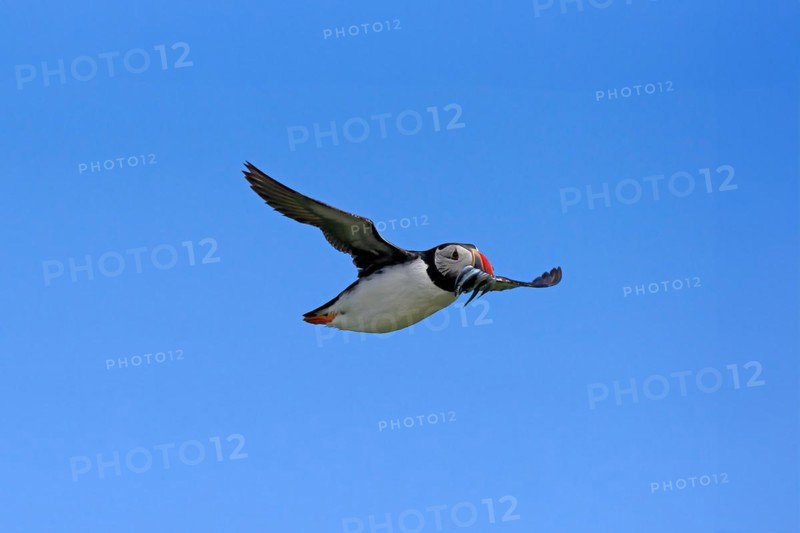 Puffin (Fratercula arctica), adult, flying, with sand eels, with food, Faroe Islands, England, Great Britain, Europe