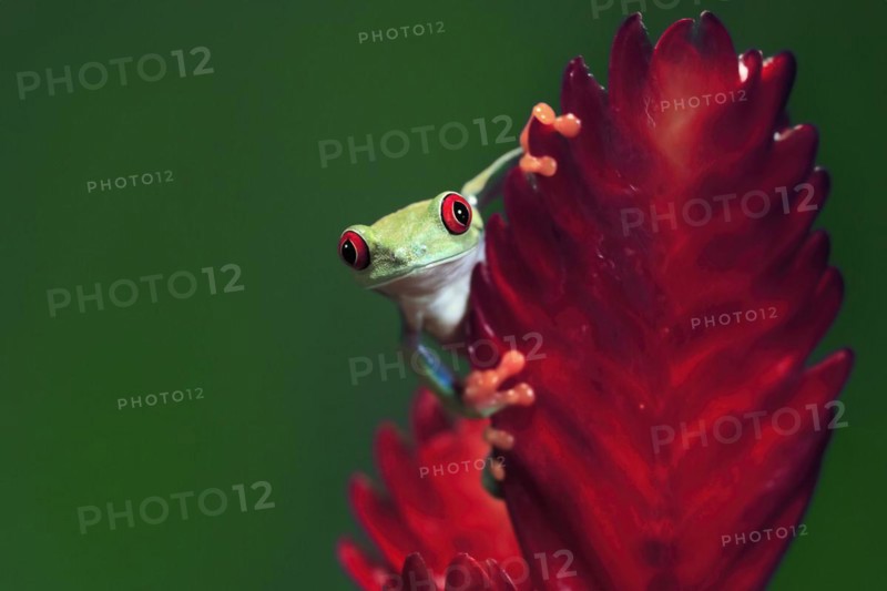Red-eyed tree frog (Agalychnis callidryas), adult, on bromeliad, portrait, captive, Central America