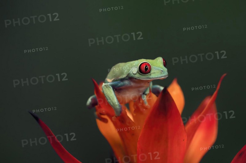 Red-eyed tree frog (Agalychnis callidryas), adult, on bromeliad, captive, Central America