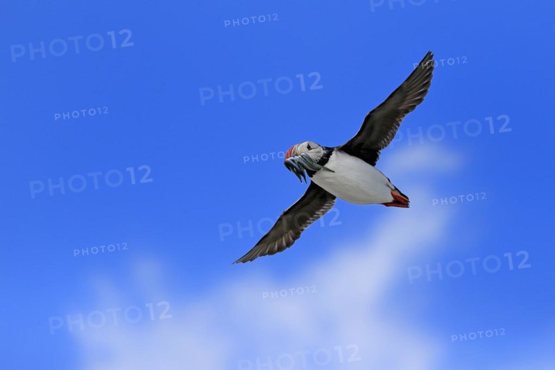 Puffin (Fratercula arctica), adult, flying, with sand eels, with food, Faroe Islands, England, Great Britain, Europe
